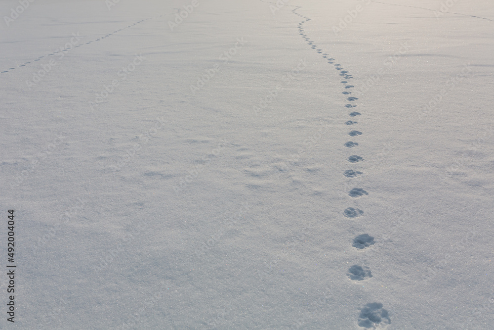piękna linia śladów pozostawionych w wysokim śniegu przez dzikie zwierze, Lofoty w Norwegii - obrazy, fototapety, plakaty 