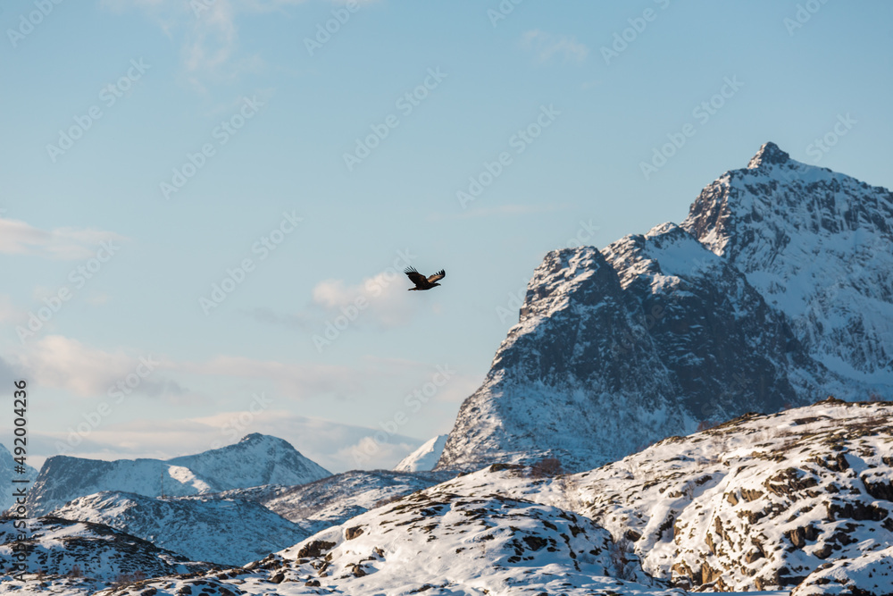Dziki orzeł poluje u wybrzeży Lofotów w Norwegii, w tle piękne góry i niebieskie niebo - obrazy, fototapety, plakaty 
