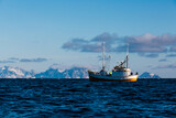Sezon połowu dorsza na Morzu Norweskim u wybrzeży Lofotów, rybackie kutry łowią ryby sieciami oraz wędkami