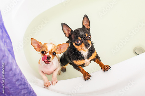 Photography Bathing dogs, pets