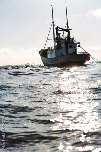 Sezon połowu dorsza na Morzu Norweskim u wybrzeży Lofotów, rybackie kutry łowią ryby sieciami oraz wędkami