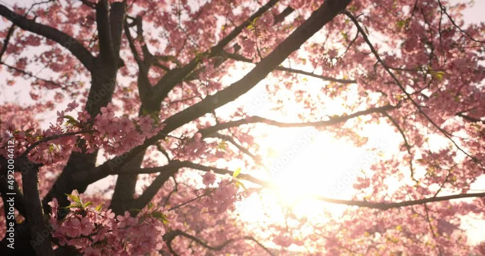 Bloom pink cherry blossoms tree