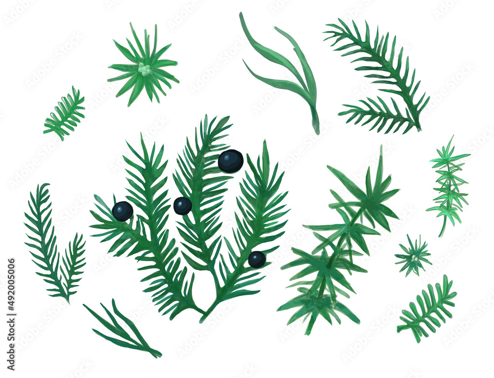 Naklejka premium forest plant. asparagus . Black berries