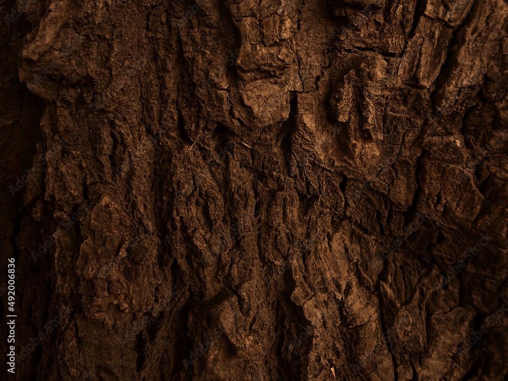 Bark of a tree texture. Close Up dark view of wooden bark on Tree Stump. Old tree, Nature Art Bark of a tree texture. Close Up dark view of wooden bark on Tree Stump. Old tree, Nature Art