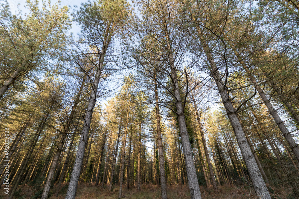Fototapeta premium pine forest in the mountains of the basque country