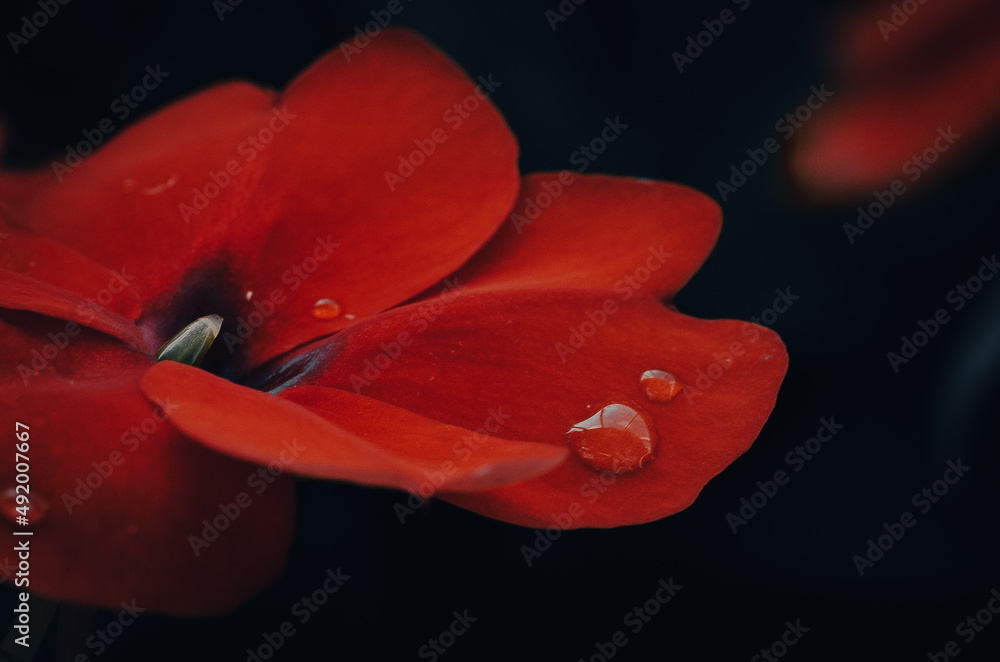 Flor roja terciopelo con gotas de agua foto de Stock | Adobe Stock Flor roja terciopelo con gotas de agua foto de Stock | Adobe Stock