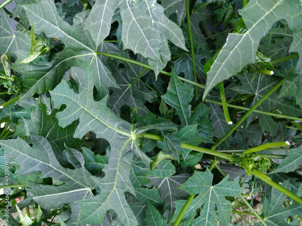 leaves background leaves background