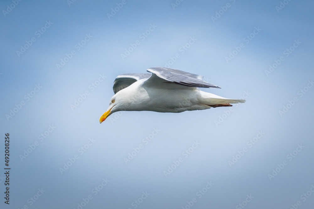 Fototapeta premium Möwe im Flug