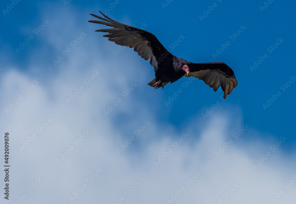 Turkey vulture in flight, Puñihuil cove, Chiloe Island, Northern Patagonia, Chile. Turkey vulture in flight, Puñihuil cove, Chiloe Island, Northern Patagonia, Chile.
