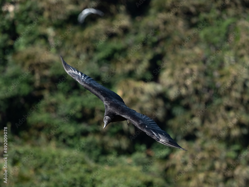 Black vulture (Coragyps atratus) in flight, Puñihuil cove, Chiloe Island, Northern Patagonia, Chile. Black vulture (Coragyps atratus) in flight, Puñihuil cove, Chiloe Island, Northern Patagonia, Chile.