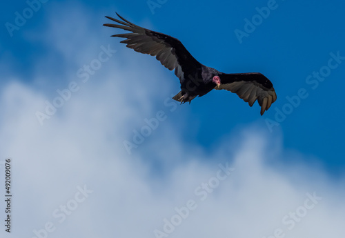 Turkey vulture in flight, Puñihuil cove, Chiloe Island, Northern Patagonia, Chile.