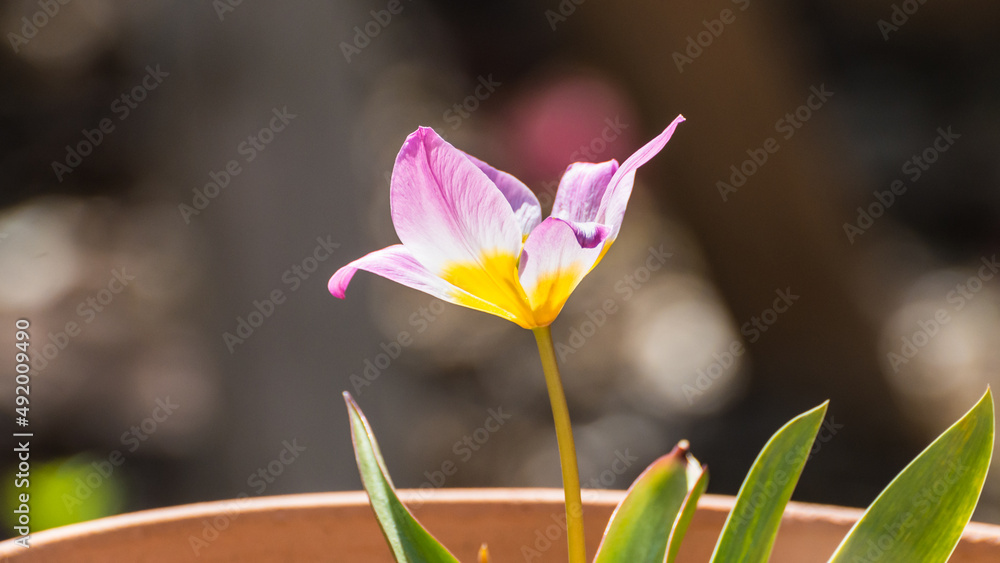 Obraz premium Tulip Lilac Wonder