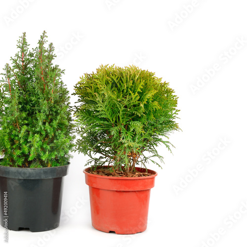 Thuja and cypress in flower pots isolated on white background. Free space for text.