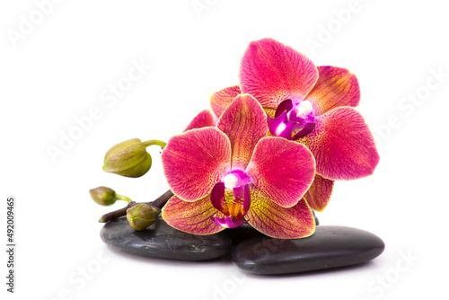 colorful orchid and massage stones on white background