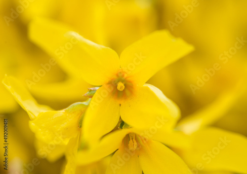Bright Yellow Blossom