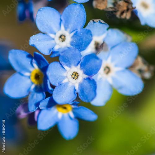 Forget Me Not © bigemrg