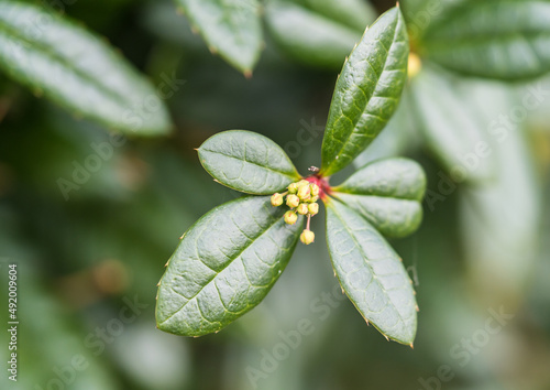 Berberis Buds