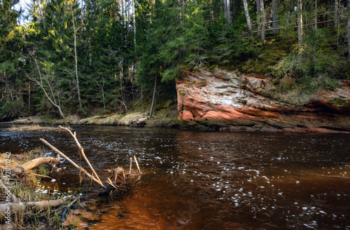 Amata river and forest in spring.  Gauja National Park  Latvia  Latvia.