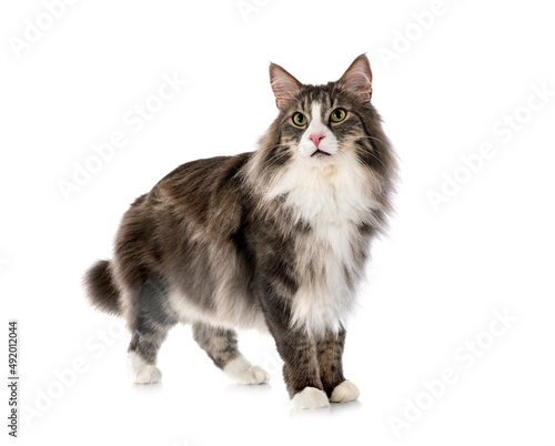 Tableau sur toile Norwegian Forest cat