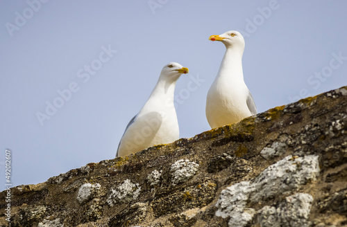 Konstfotografi Couple de mouettes