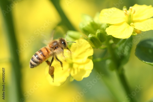 青空と菜の花　黄色い花畑でミツバチの飛ぶ空 © Orange Bowl