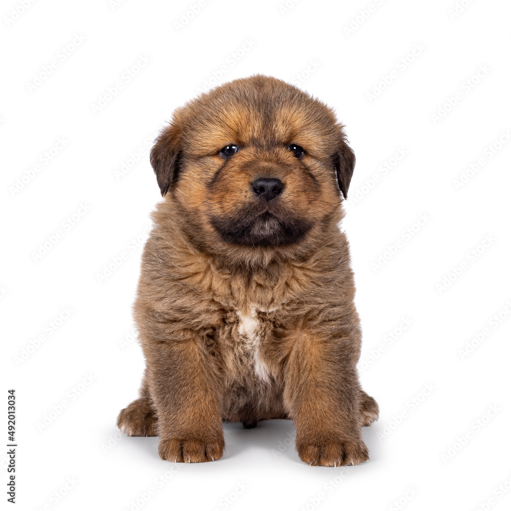 Adorable baby Tibetan Mastiff dog puppy, sitting up facing front. Looking towards camera. Isolated on a white background.