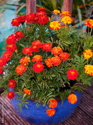 Portrait of vibrant orange and red flowers in a contrasting deep blue pot