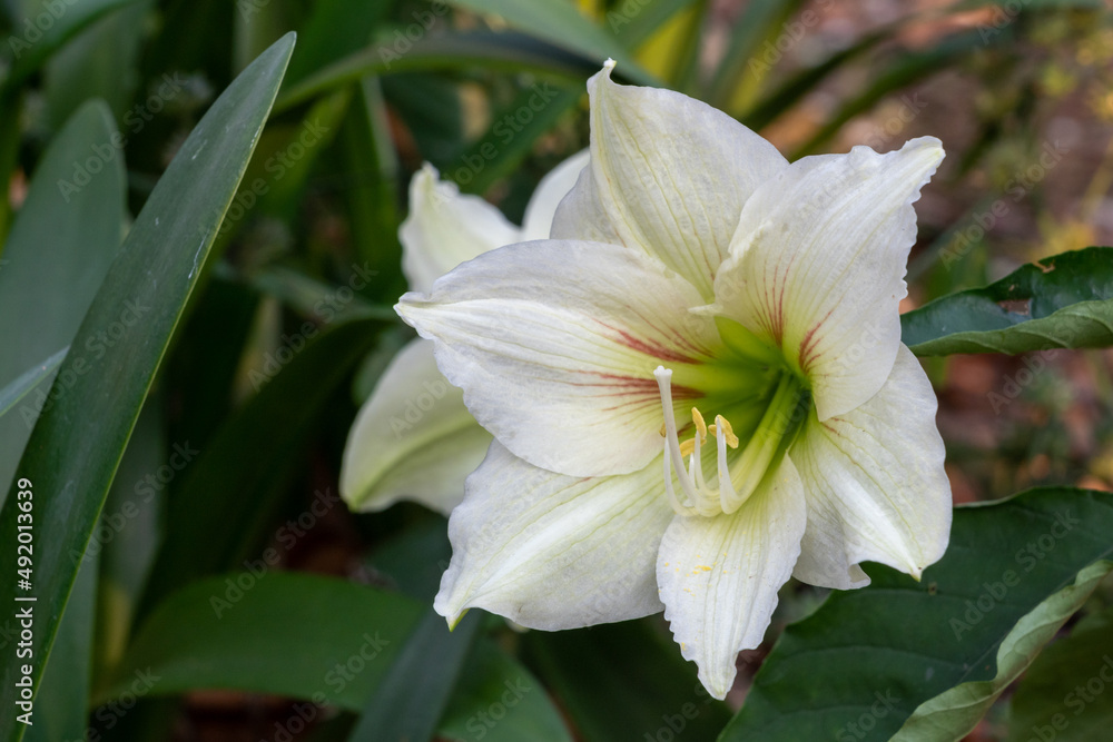 Fototapeta premium Closeup view of white with delicate red lines hybrid amaryllis flower blooming in garden outdoors with natural background