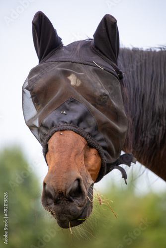Wallpaper Mural The horse is protected against a fly. Portrait of a horse in a mask. Caring for a horse Torontodigital.ca