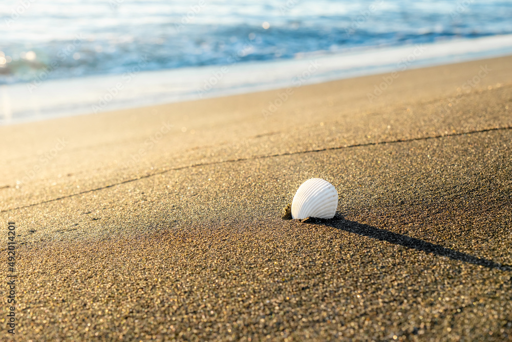 Sea Travel concept background, White sea shell on sand beach in sun rays, sea and sand, Selective focus, horizontal Sea Travel concept background, White sea shell on sand beach in sun rays, sea and sand, Selective focus, horizontal