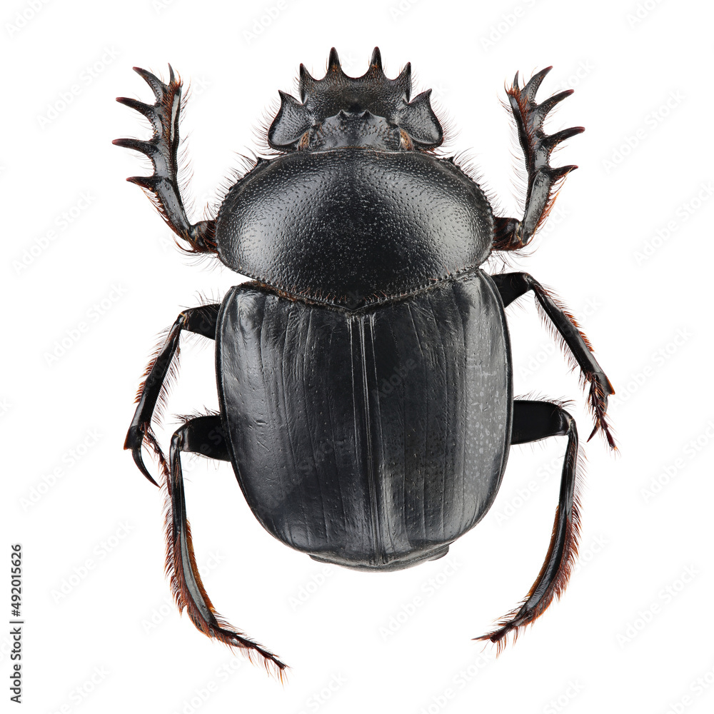 Beetle - sacred scarab (Scarabaeus sacer) isolated on white - obrazy, fototapety, plakaty 