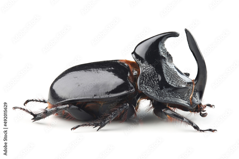 Rhinoceros beetle (Trichogomphus simson) isolated on white Rhinoceros beetle (Trichogomphus simson) isolated on white