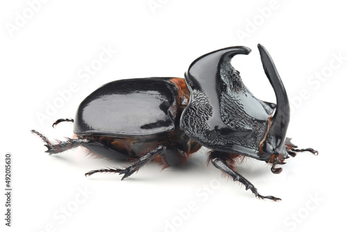 Foto Rhinoceros beetle (Trichogomphus simson) isolated on white
