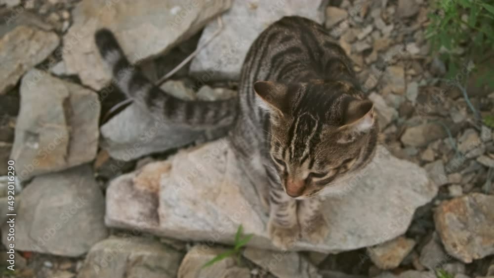 Top view of cute striped yellow-eyed stray cat sitting on rocks outside, then looking up on camera Top view of cute striped yellow-eyed stray cat sitting on rocks outside, then looking up on camera