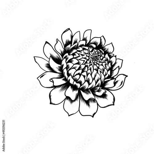 Fototapeta Naklejka Na Ścianę i Meble -  Chrysanthemum flower. Line drawing. Black and white illustration. Detailed tattoo sketch