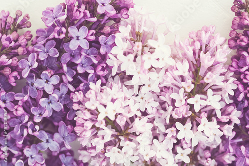 Pink purple lilac background  lilac blossoms closeup
