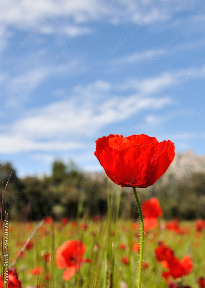 Naklejka premium Amapola abierta con fondo de hierba más amapolas y cielo azul con nubes