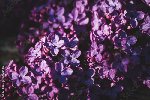 Purple lilac flowers with light and shadows, floral background
