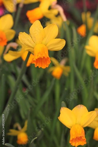 orange flowers in the garden