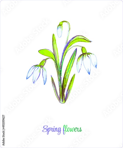 Spring flowers. A festive bouquet. Watercolor illustration from a set of Spring flowers. Lilies of the valley, tulips, cornflowers, snowdrops and crocuses.