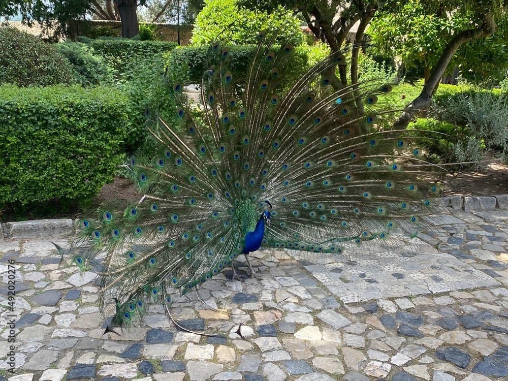 Obraz premium Peacock saying hello at Castle of São Jorge