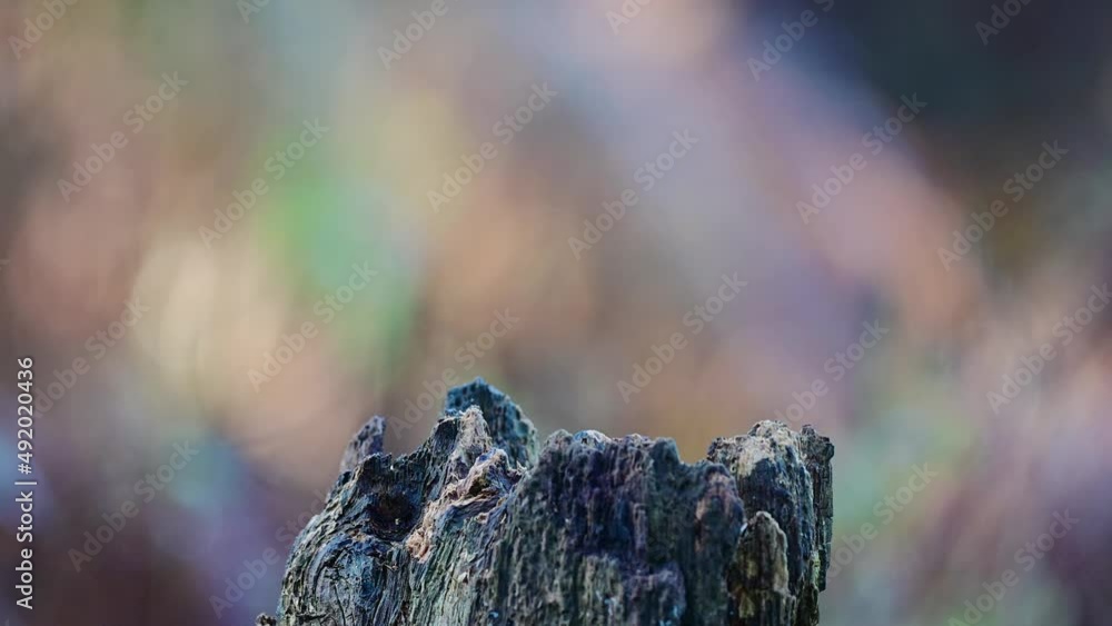 Great tit looking for food on dead wood, winter feeding in the garden, north rhine westphalia, december, (parus major), germany Great tit looking for food on dead wood, winter feeding in the garden, north rhine westphalia, december, (parus major), germany
