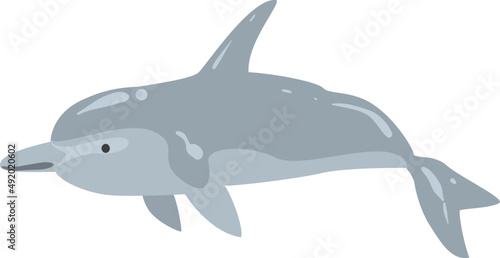 Dolphin as Cetacea Fish with Fins and Underwater Oceanic Mammal Species