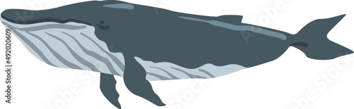 Minke Whale as Placental Cetacean with Fins and Underwater Oceanic Mammal Species