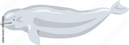 Dolphin as Cetacea Fish with Fins and Underwater Oceanic Mammal Species