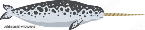 Narwhal as Toothed Whale with Fins and Tusk as Underwater Oceanic Mammal Species