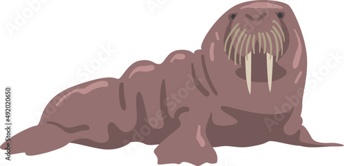 Large Walrus with Prominent Tusks and Whiskers as Underwater Oceanic Mammal Species