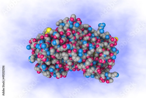 Structural mechanism of hormone release in thyroxine binding globulin. Space-filling molecular model on blue background. Rendering based on protein data bank entry 4yia. 3d illustration