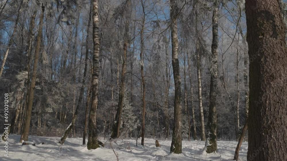 beautiful forest covered with snow beautiful forest covered with snow