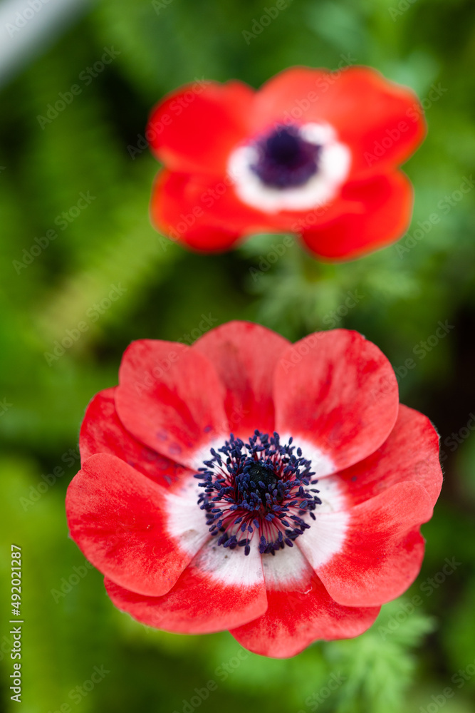 Obraz premium アネモネ